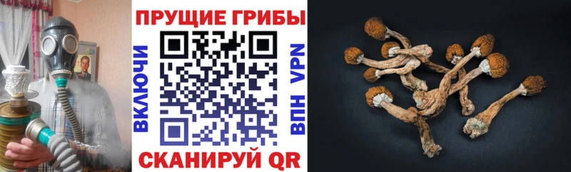 Галлюциногенные грибы GOLDEN TEACHER  Купить где  Дудинка 